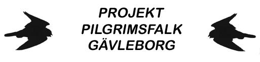 Pilgrimsfalk Gävleborg