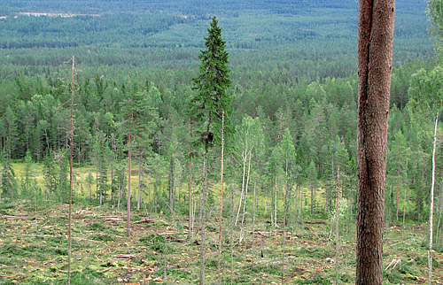 Naturvård Orsa Finnmark